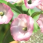 Preview: Blumen-Ausstecher Set mit Buch (Englisch) - Sommerblumen Decora